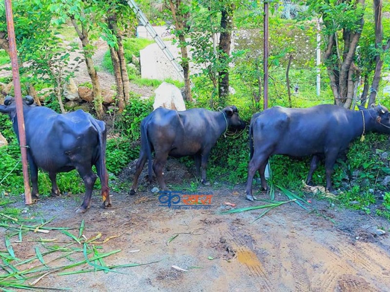 भैंसी ब्लक अन्तरगत मुसीकोटमा ६८ वटा भैंसी वितरण